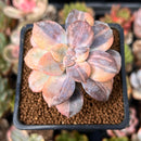 Quetzalcoatlia 'Pentandra Superba' Variegated 2" Succulent Plant (Formerly Graptopetalum 'Pentandrum Superbum' Variegated)