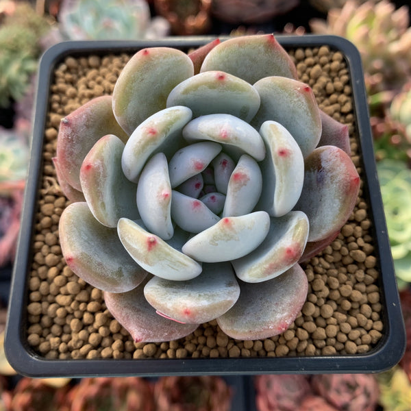 Echeveria 'Orange Monroe' 2" Powdery Succulent Plant