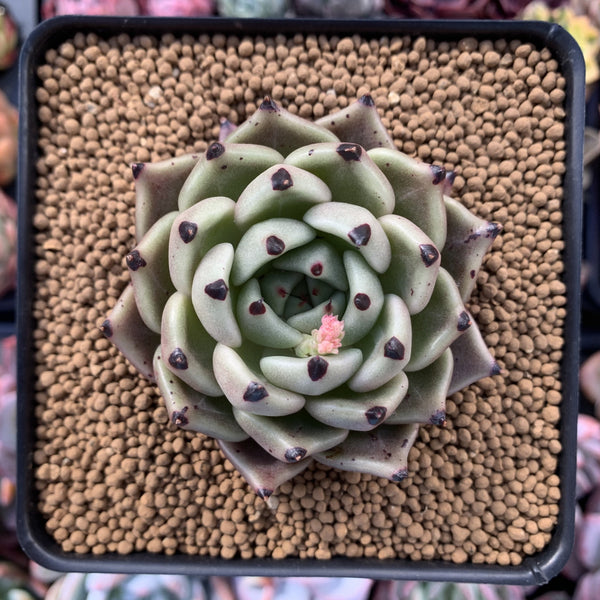 Echeveria Agavoides 'Black Cat' 3" Succulent Plant