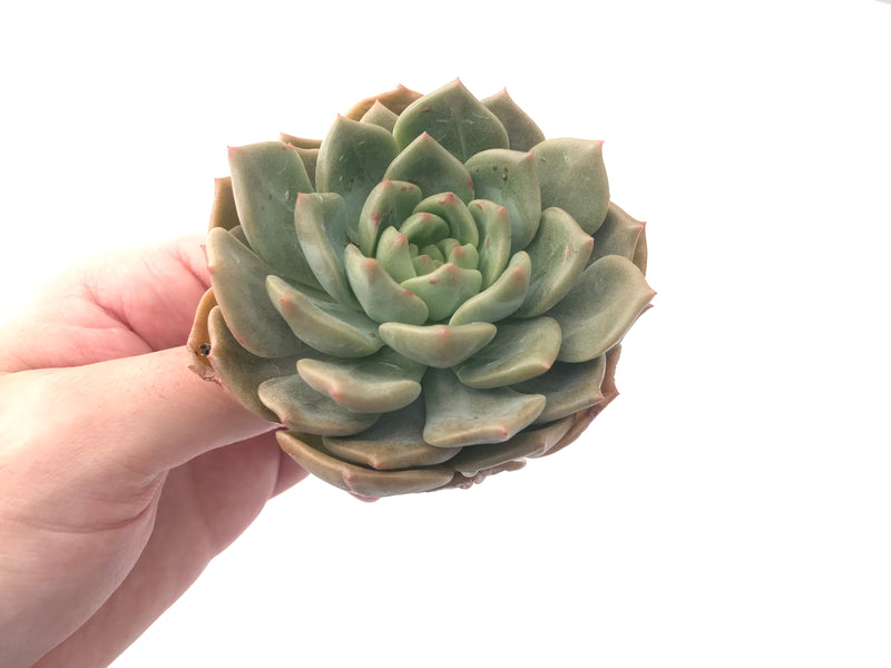 Echeveria Agavoides sp. 3" Succulent Plant