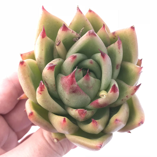 Echeveria Agavoides Maria ” Rare Succulent Plant