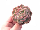 Echeveria Hybrid 2”-3" Rare Succulent Plant