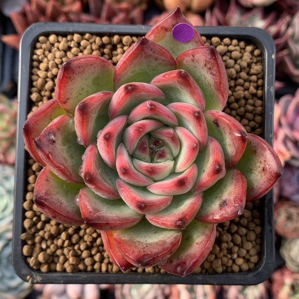 Echeveria Agavoides 'Fire Pillar' 2"-3" Succulent Plant