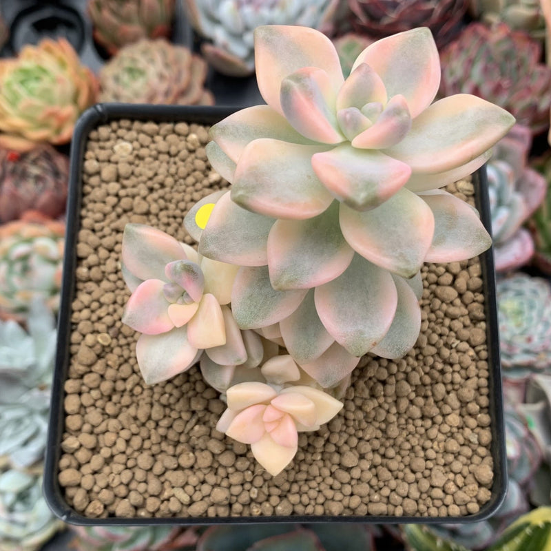 Graptoveria 'Titubans' Variegated 3" Cluster Succulent Plant