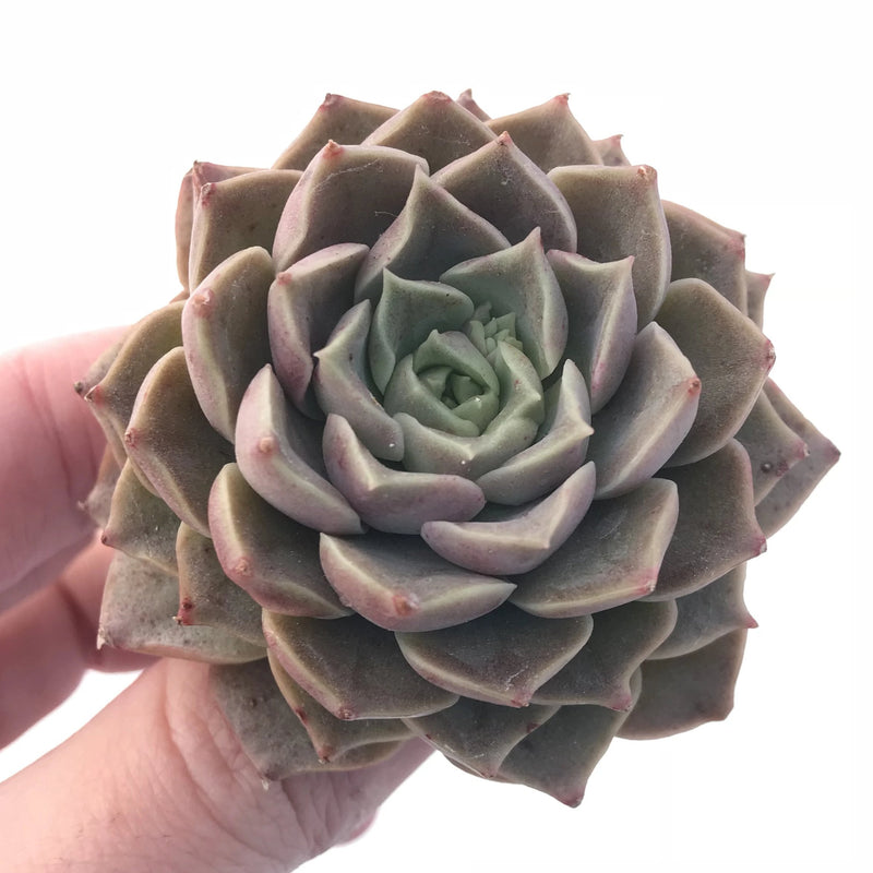 Echeveria Mohikan 3” Rare Succulent Plant