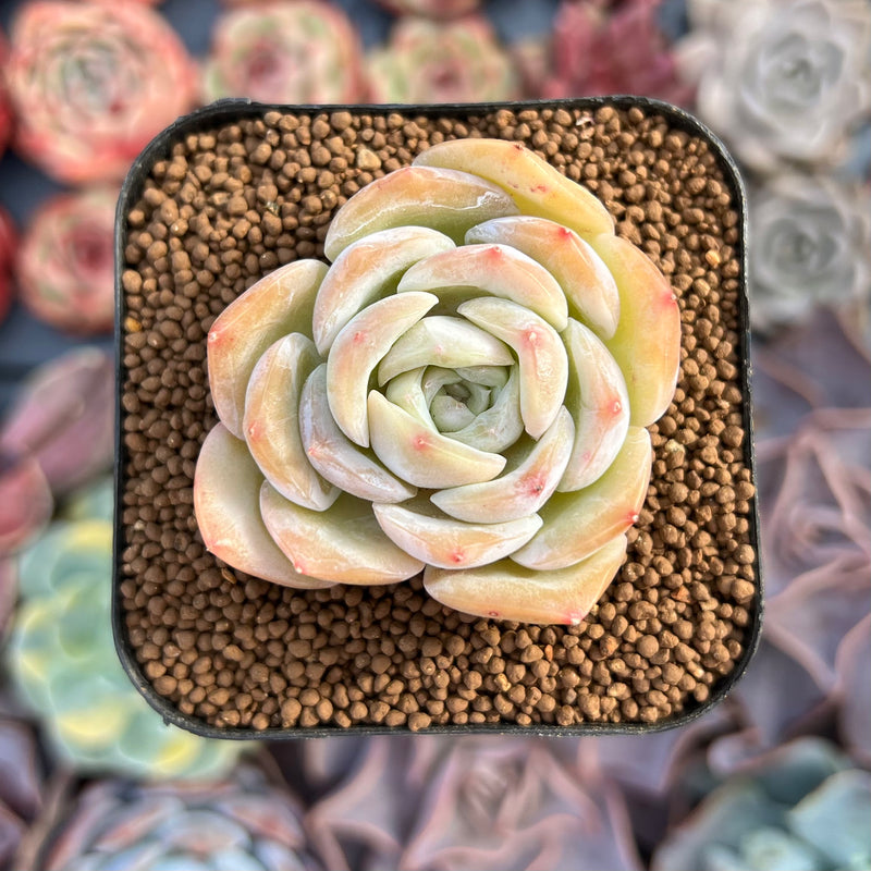 Echeveria 'Apple Grace' 2" Succulent Plant