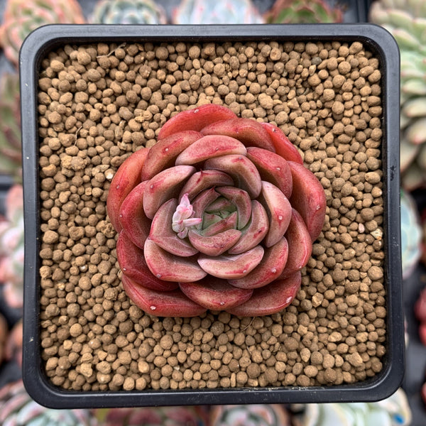 Echeveria Agavoides sp. 2" Succulent Plant