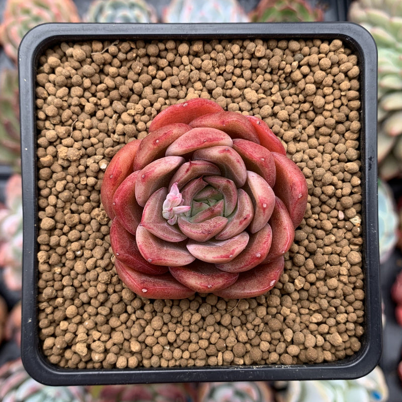 Echeveria Agavoides sp. 2" Succulent Plant