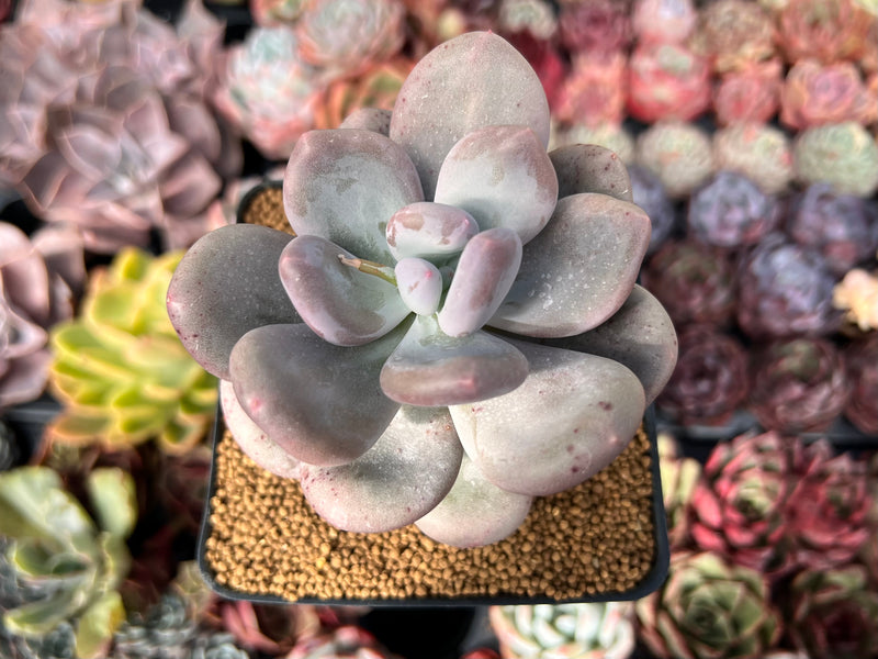 Pachyphytum 'Bracteosum' 3"-4" Chunky Succulent Plant