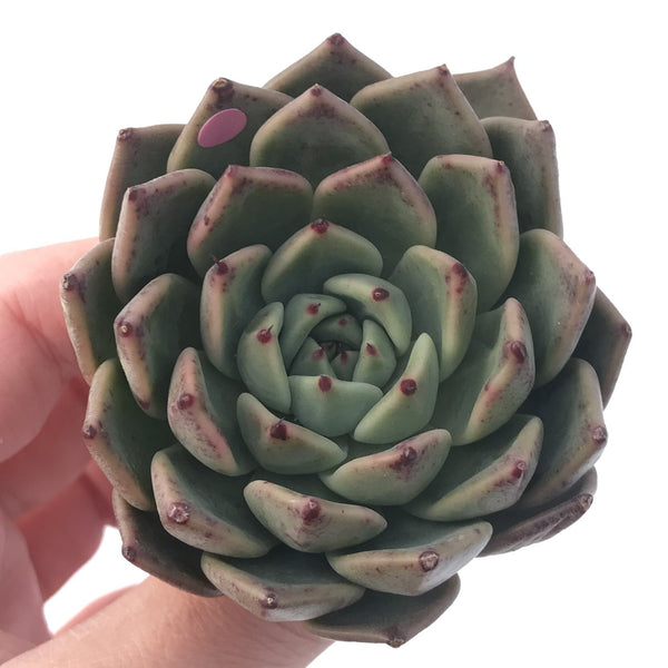 Echeveria Agavoides 'Ebony' x 'Zaragoza' Hybrid 3" Succulent Plant