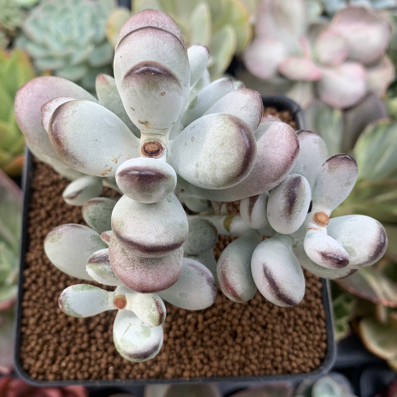 Cotyledon 'Orbiculata' 3"-4" Succulent Plant