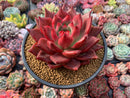 Echeveria Agavoides 'Amestro' 6" Specimen Succulent Plant