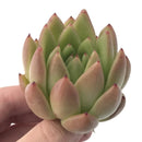 Echeveria Agavoides 'Pink Maria' Hybrid 4" Succulent Plant