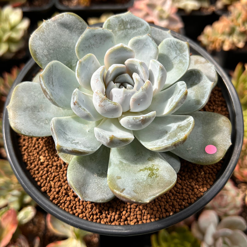 Echeveria 'Snow Bunny' 4"-5" Large Powdery Succulent Plant