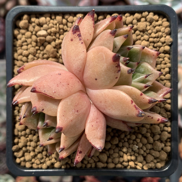 Echeveria Agavoides 'Sarabony' Hybrid 3" Succulent Plant