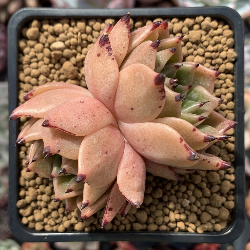 Echeveria Agavoides 'Sarabony' Hybrid 3" Succulent Plant