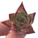 Echeveria Agavoides 'Casio' 1" Succulent Plant