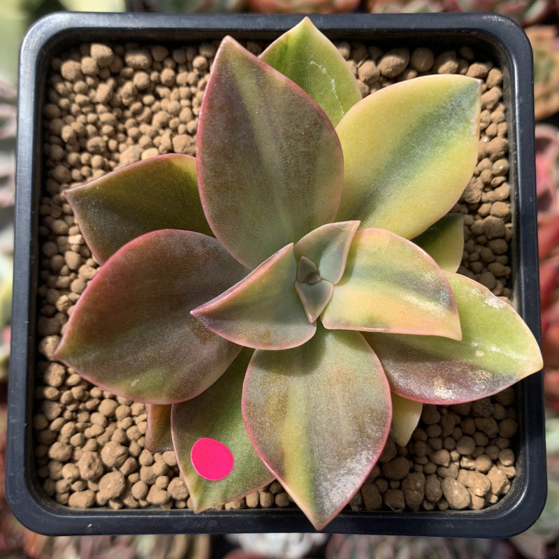 Graptoveria 'Fred Ives' Variegated 3" Succulent Plant