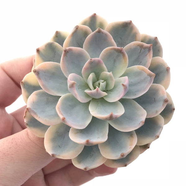 Echeveria Subsessilis Variegated 3" Rare Succulent Plant