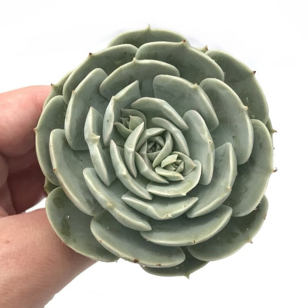 Echeveria 'Laura' 1"-2" Succulent Plant