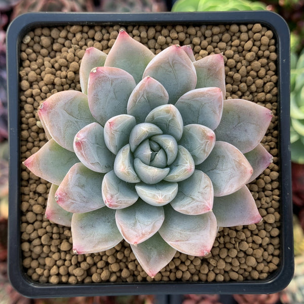 Echeveria 'Milk Tea' New Hybrid 2" Powdery Succulent Plant