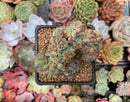 Echeveria 'Amelli' Crested 2" Cluster Succulent Plant