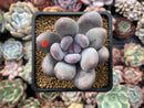 Pachyveria 'Beauty' 2" Powdery Succulent Plant