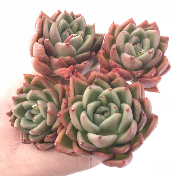 Echeveria Agavoides ‘Discovery’ Cluster 4” Rare Succulent Plant