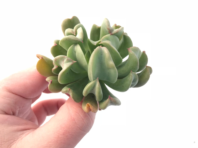 Echeveria ‘Black Hawk’ Topsy Turvey X Black Prince Hybrid 3” Rare Succulent Plant