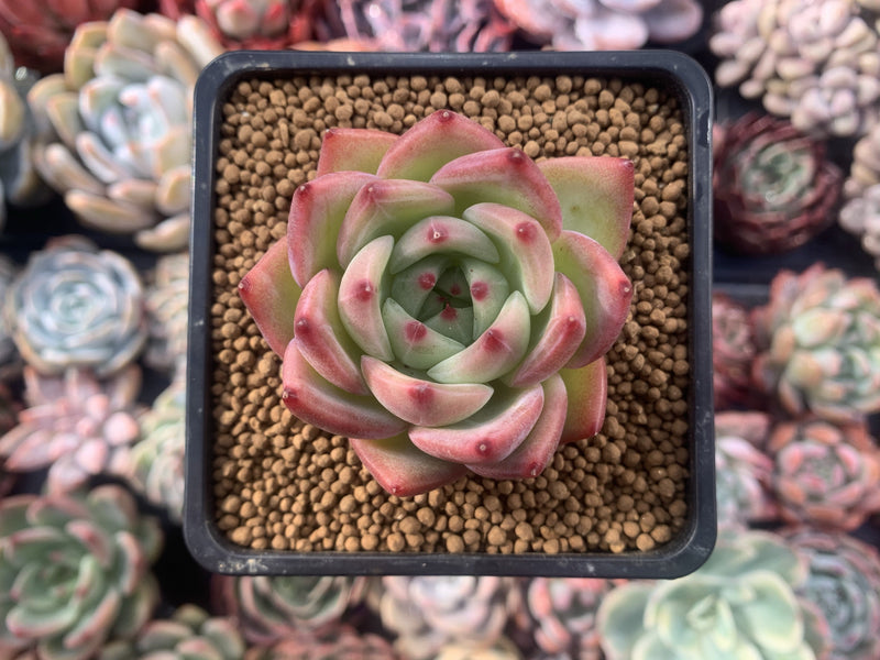 Echeveria Agavoides 'Derenceana' 2"-3" Succulent Plant