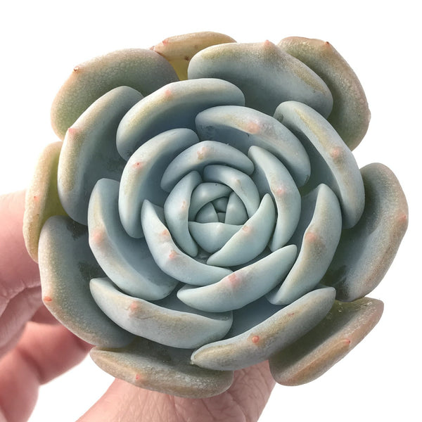 Echeveria 'White One' 2"-3" Succulent Plant