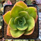 Echeveria 'Jude' 2" Succulent Plant