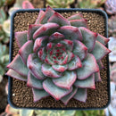 Echeveria 'Red Dragon' 2"-3" Succulent Plant