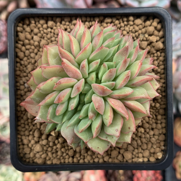 Echeveria 'Lamillette' Crested 4" Succulent Plant