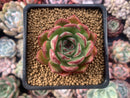 Echeveria sp. 2" Succulent Plant