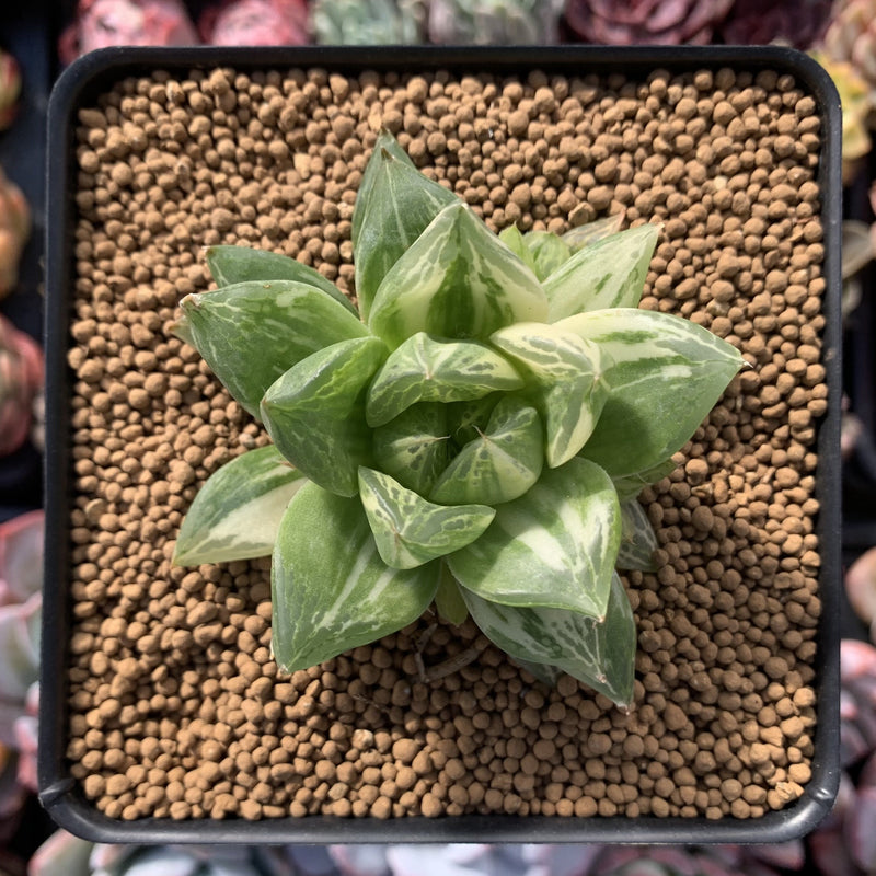 Haworthia 'Cymbiformis' Variegated 3" Succulent Plant