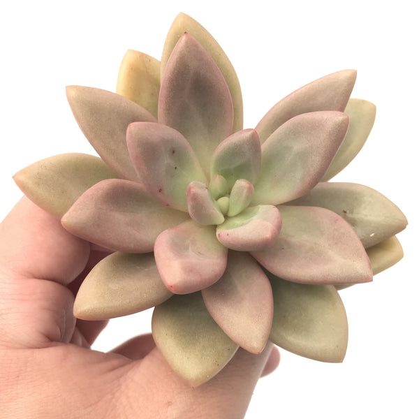 Graptoveria 'Ruby Donna' 3"-4" Rare Succulent Plant