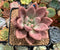 Graptoveria 'Ruby Donna' 3" Succulent Plant