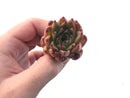 Echeveria Agavoides 'Sarabony' 1" Cluster Succulent Plant