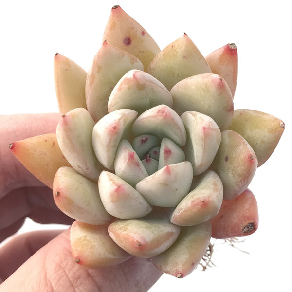 Echeveria 'Viva' 1"-2" New Hybrid Succulent Plant