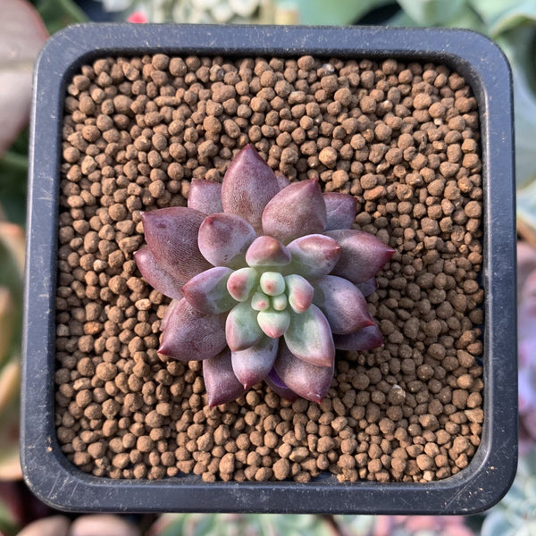 Pachyphytum sp. 1/2" Succulent Plant