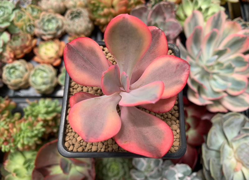 Echeveria 'Angel Wings' Variegated 2"-3" Succulent Plant