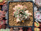 Echeveria 'Mebina' Variegated 2" Succulent Plant