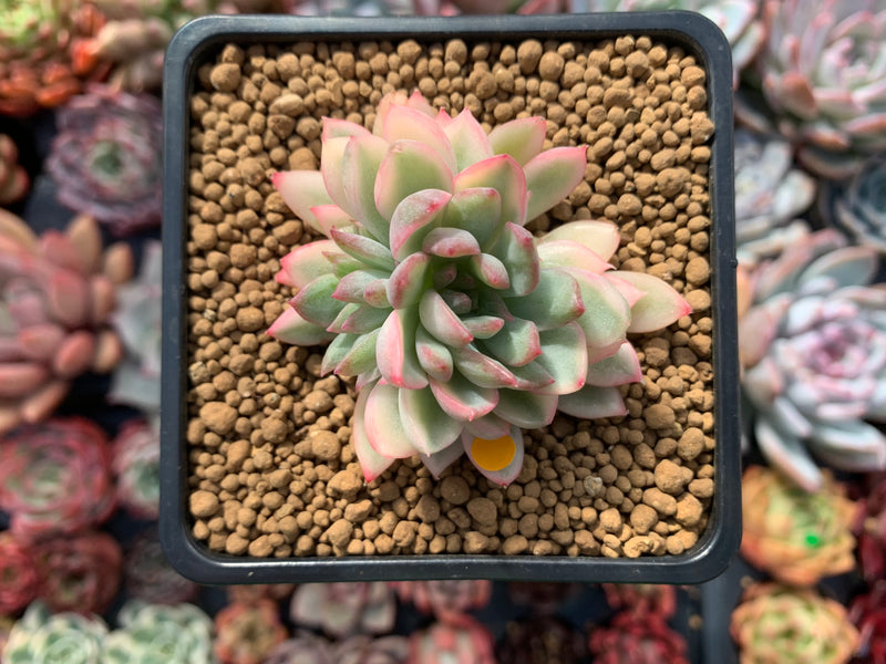 Echeveria 'Mebina' Variegated 2" Succulent Plant