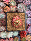 Echeveria Agavoides 'Pokeball' 1"-2" New Hybrid Succulent Plant