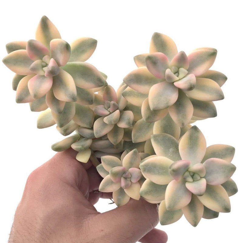 Graptoveria 'Titubans' Variegated 7" Large Cluster Succulent Plant