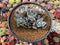 Echeveria 'Berkeley Light' Variegated 7" Large Cluster Succulent Plant