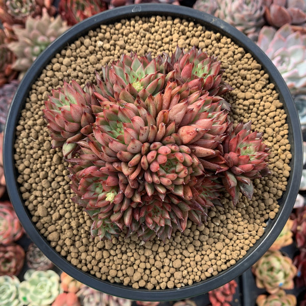 Echeveria Agavoides 'Rainstar' Cluster 5" Succulent Plant