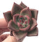 Echeveria Agavoides 'Anjou' 1"-2" Succulent Plant