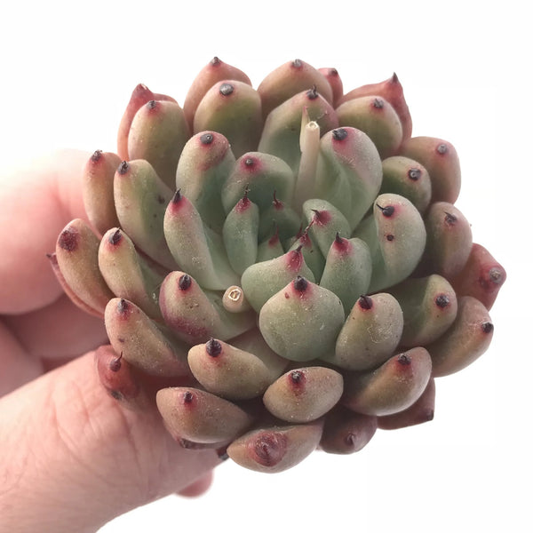 Echeveria Agavoides Sarabony 2” Rare Succulent Plant